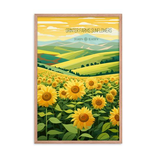 Kansas - Grinter Farms Sunflowers (Framed poster)